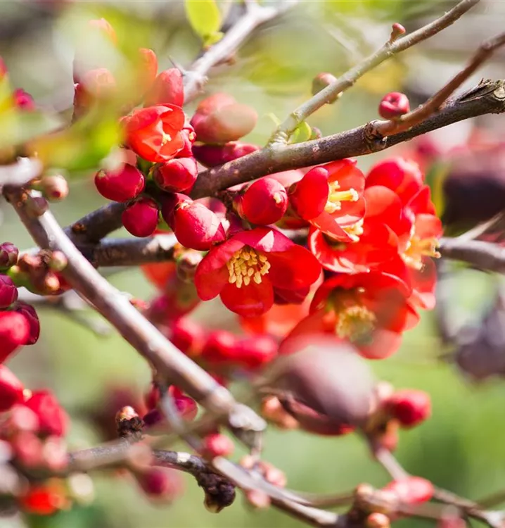 Niedrige Scheinquitte