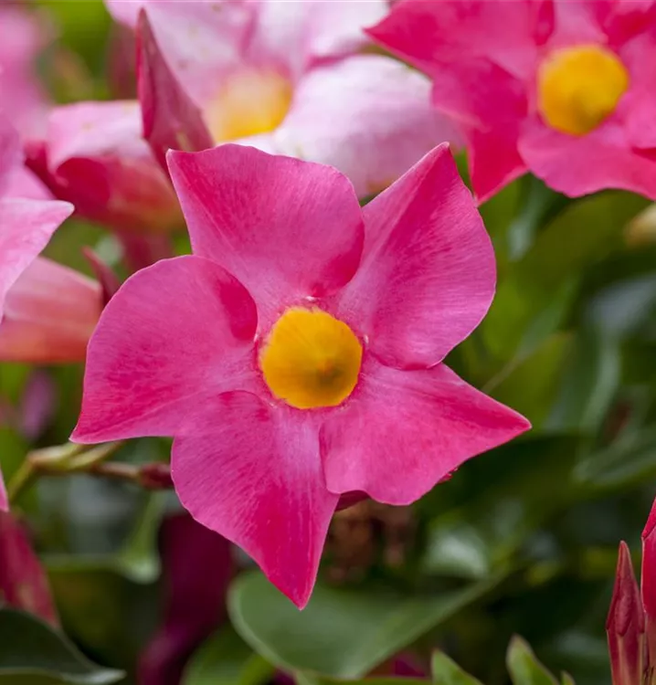 Dipladenia