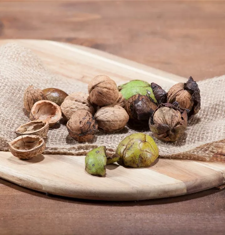 Echte Walnuss