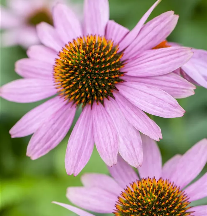 Purpursonnenhut 'PowWow'®