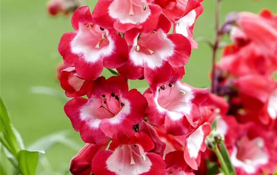 Penstemon barbatus