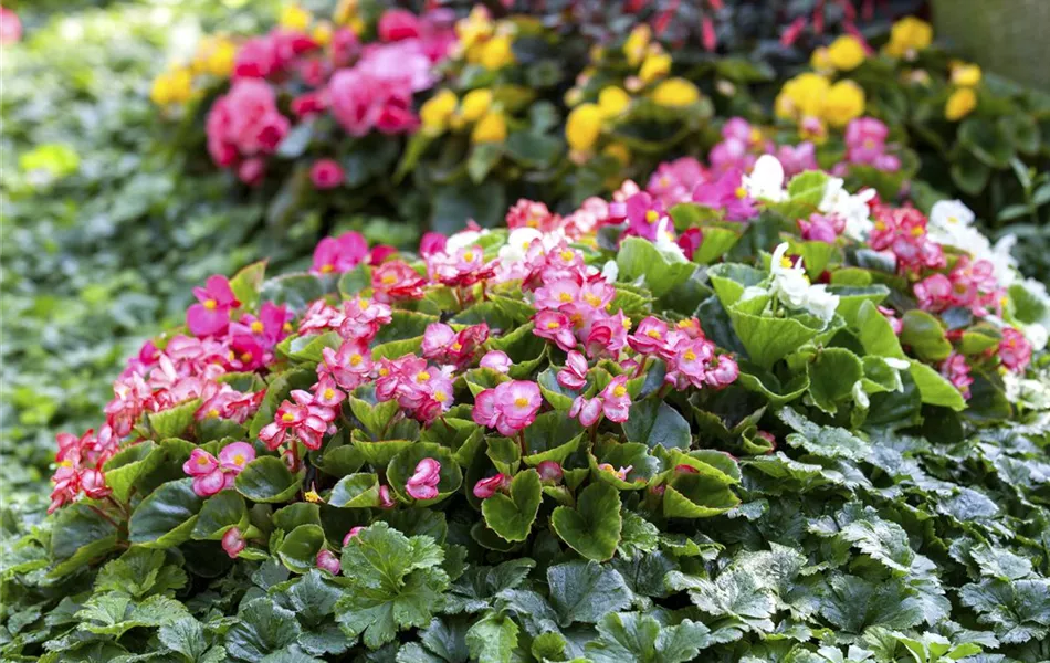 Begonia semperflorens