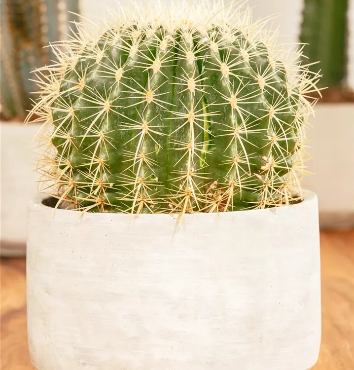 Schwiegermuttersessel