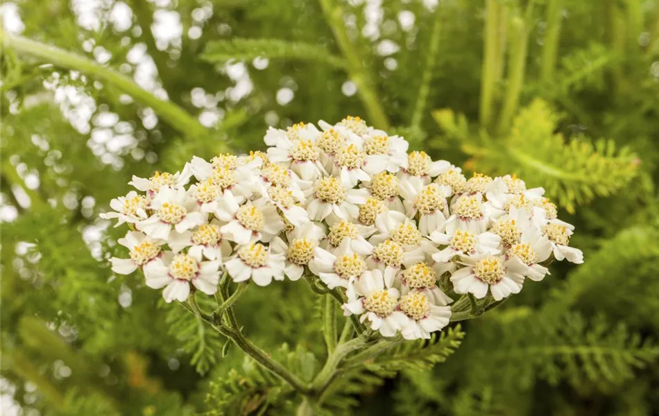 Achillea millefolium