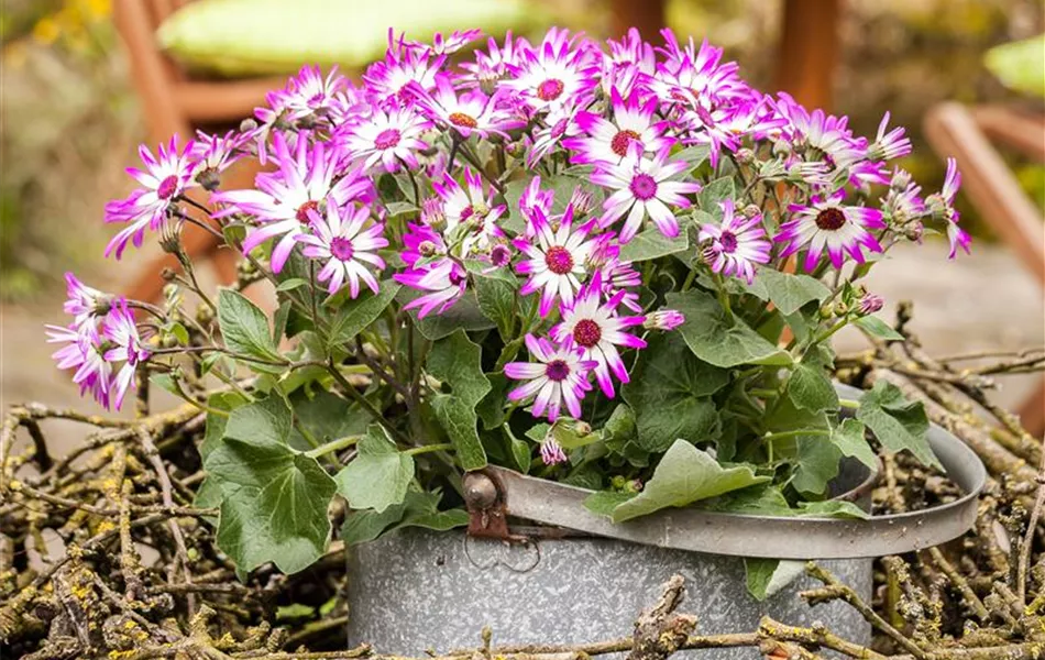 Pericallis cruentus