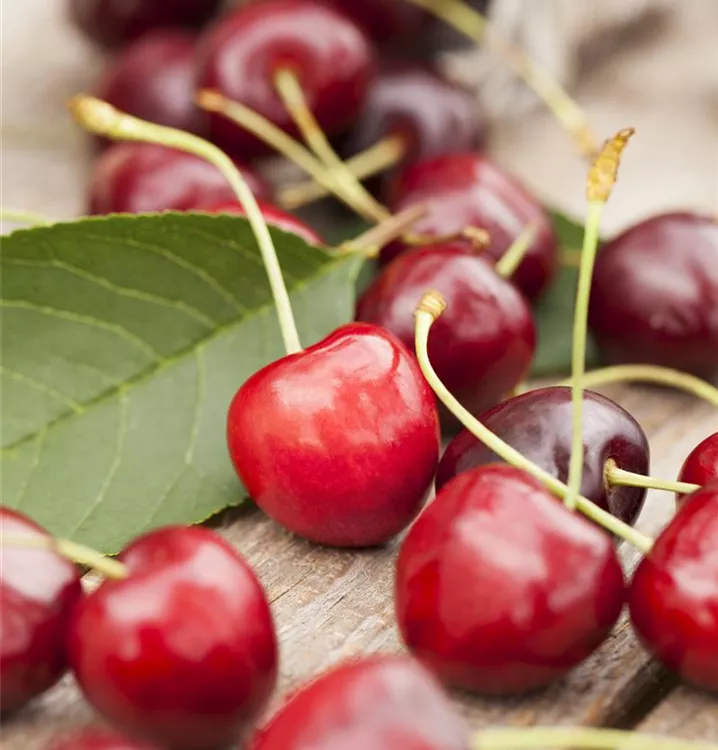 Süßkirsche