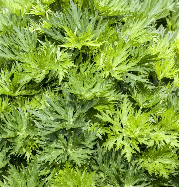 Gewöhnlicher Eisenhut