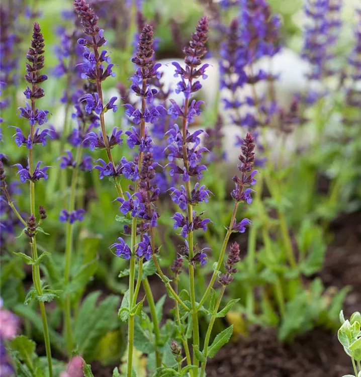 Garten-Blüten-Salbei 'Ostfriesland'