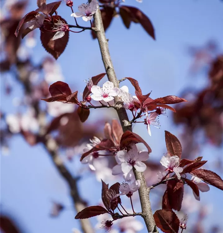 Blutpflaume 'Nigra'