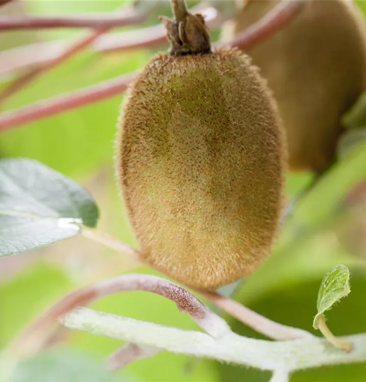 Kiwi 'Hayward'