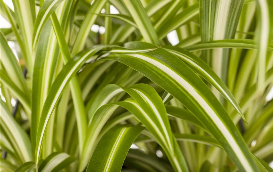 Chlorophytum comosum