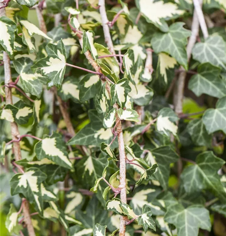 Gelbbunter Efeu 'Goldheart'