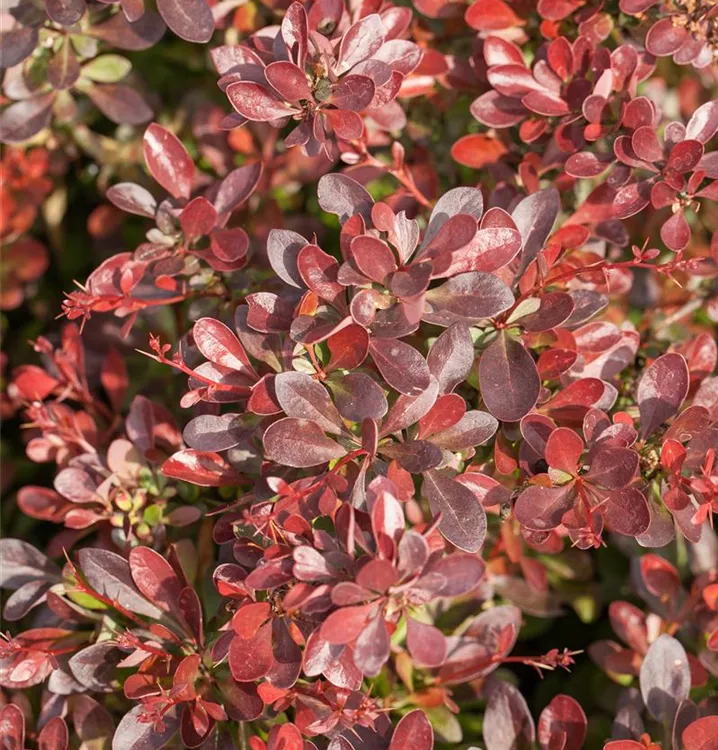 Kleine Blutberberitze 'Atropurpurea Nana'
