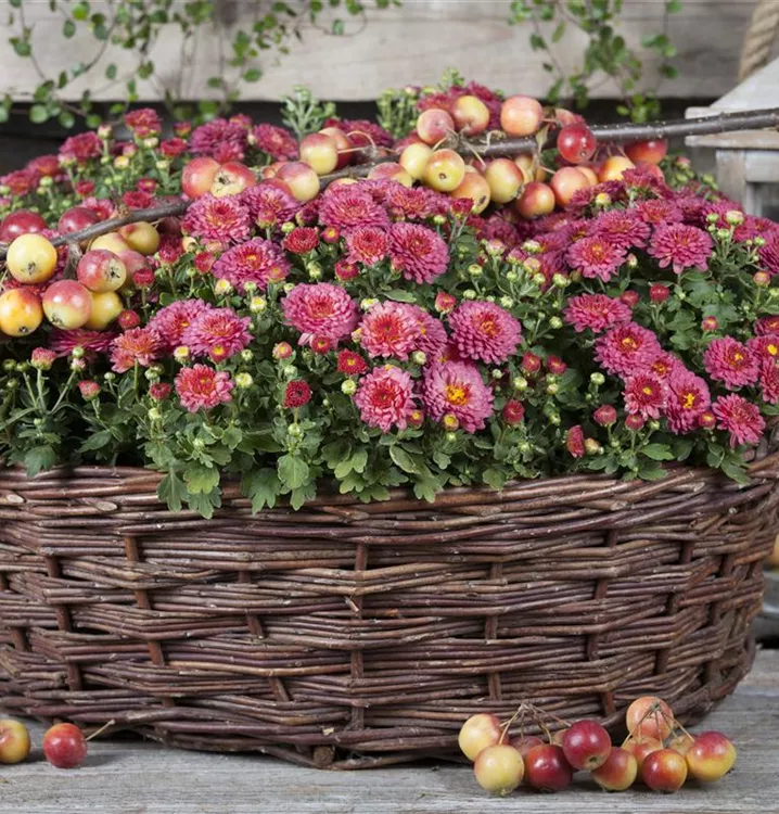 Herbst-Chrysantheme