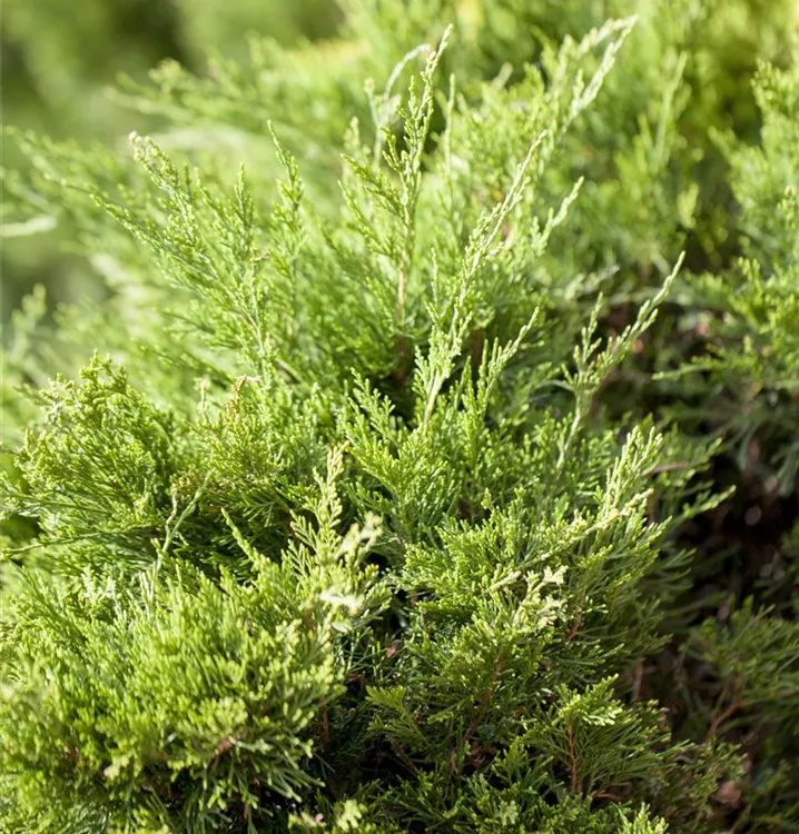 Wacholder 'Mint Julep'