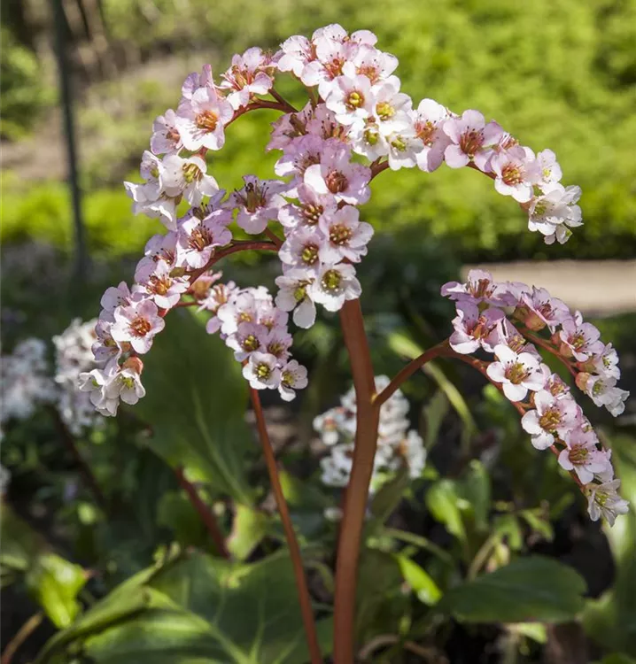 Altai-Bergenie