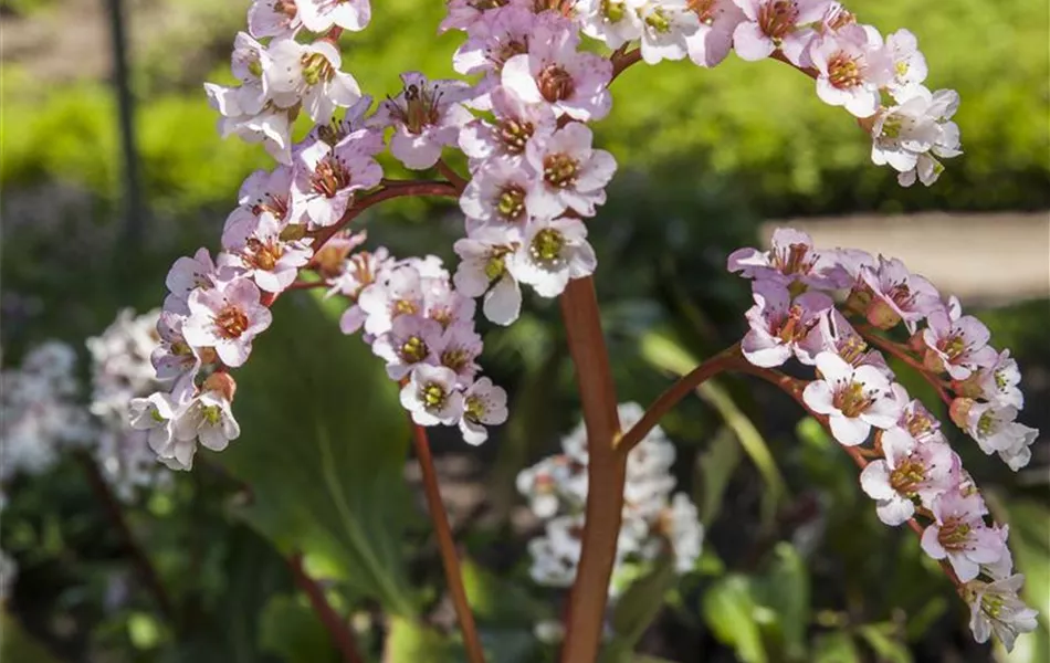 Bergenia cordifolia