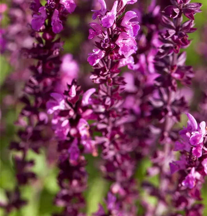 Garten-Blüten-Salbei