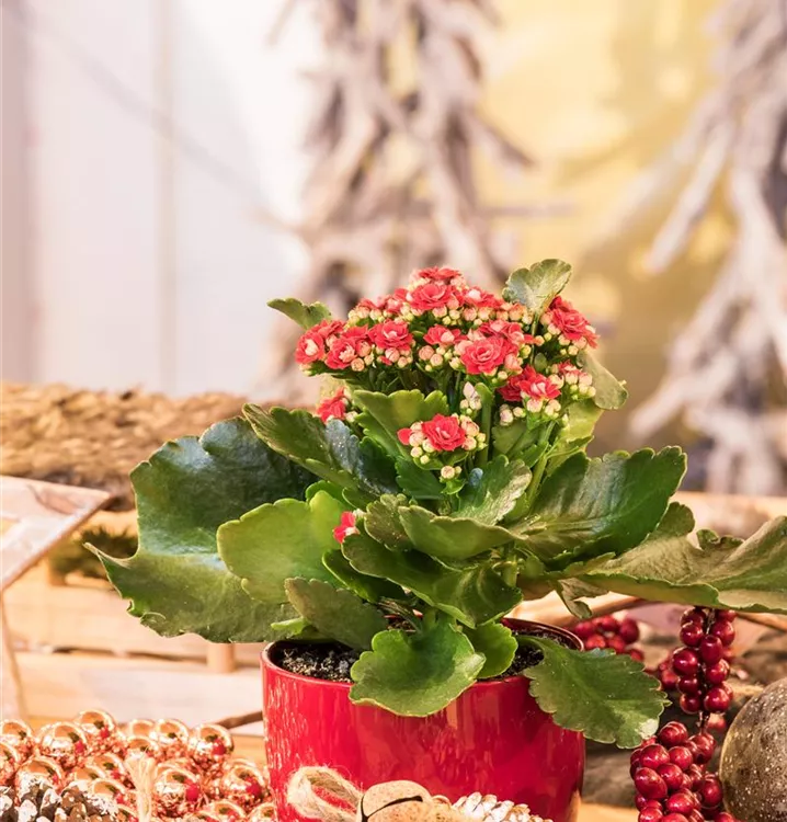 Flammendes Käthchen