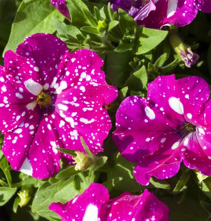 Petunie 'BabyDoll'®