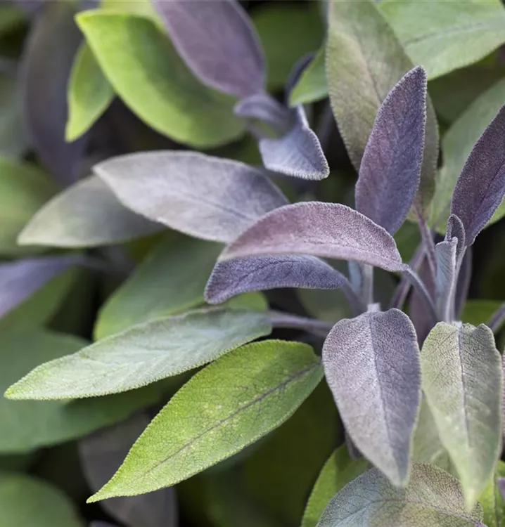 Garten-Salbei 'Purpurea'