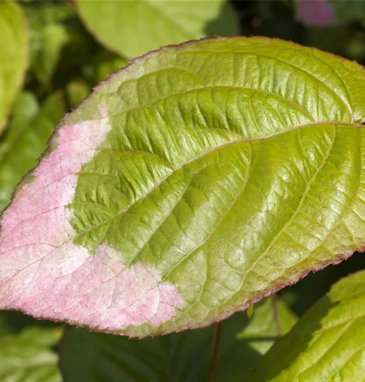 Scharfzähniger Strahlengriffel