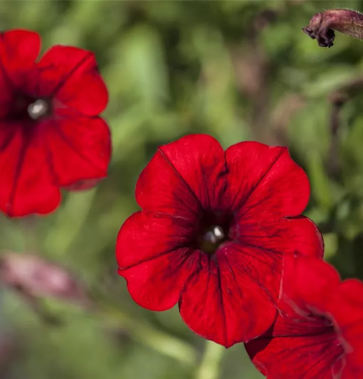 Petunie 'SURFINIA'™