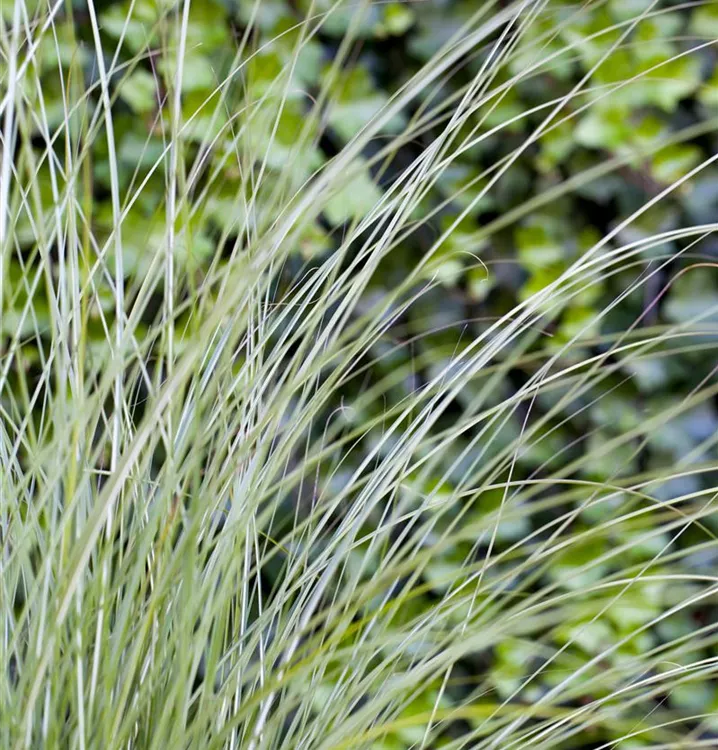 Garten-Chinaschilf 'Gracillimus'