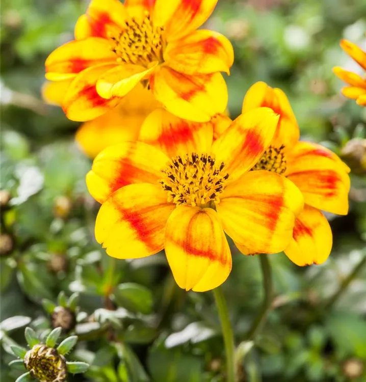 Goldmarie 'BeeDance'®