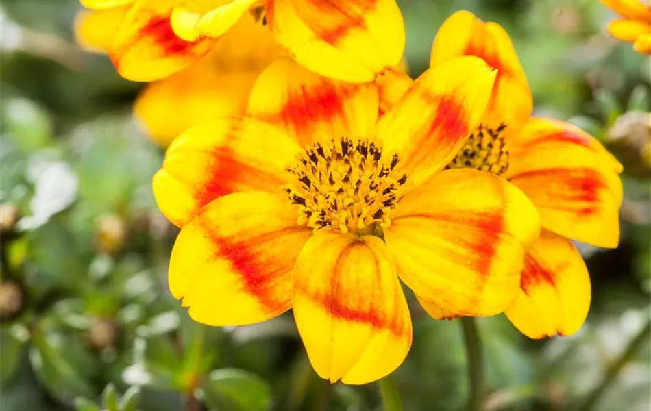 Bidens ferulifolia 'BeeDance'®