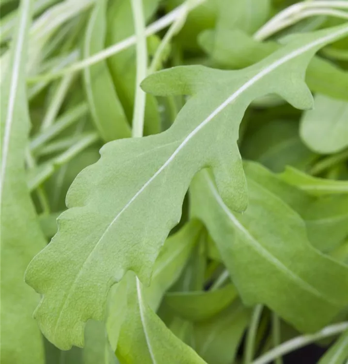 Rucola