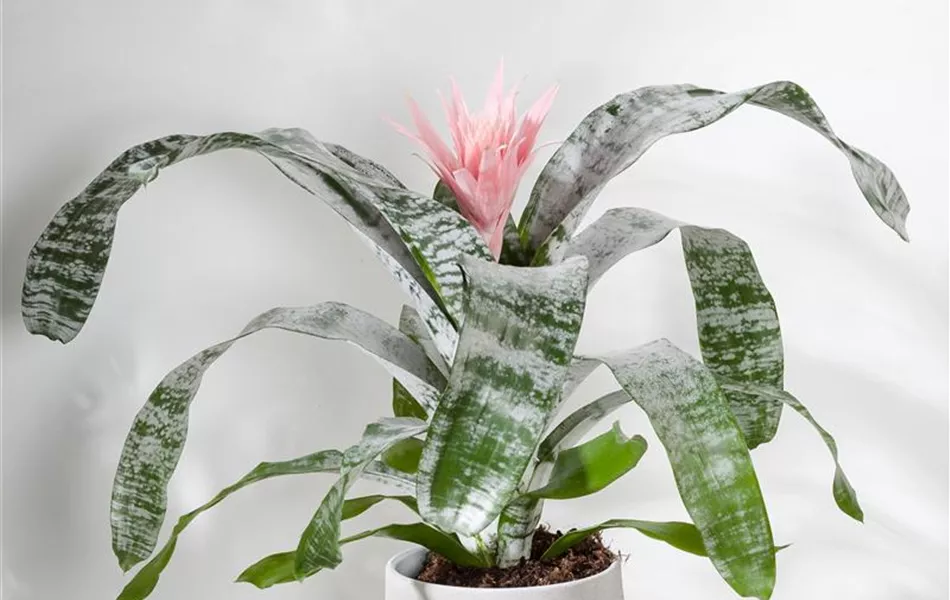 Aechmea