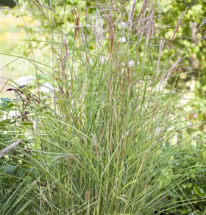 Garten-Chinaschilf 'Kleine Fontäne'