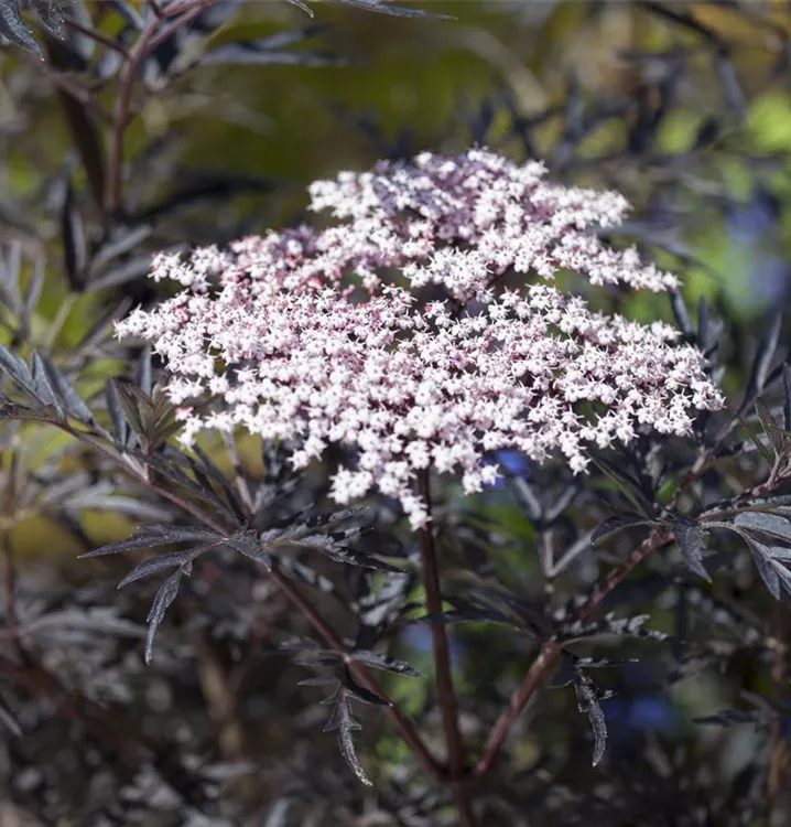 Schwarzer Holunder 'Black Lace'(s)