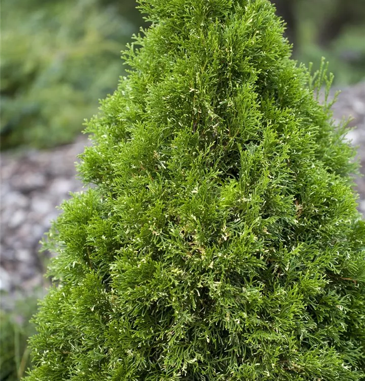 Abendländischer Lebensbaum