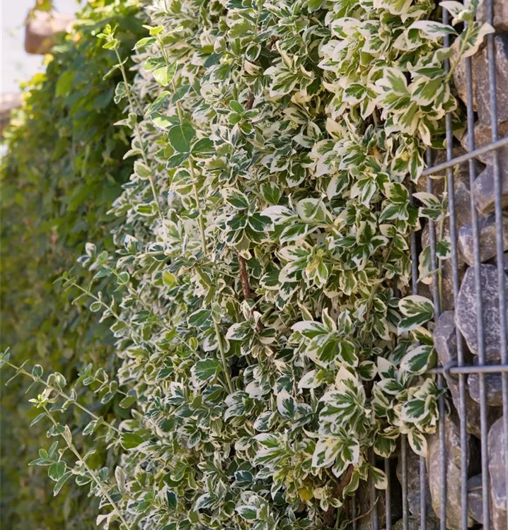 Weißbunte Kriechspindel 'Emerald Gaiety'