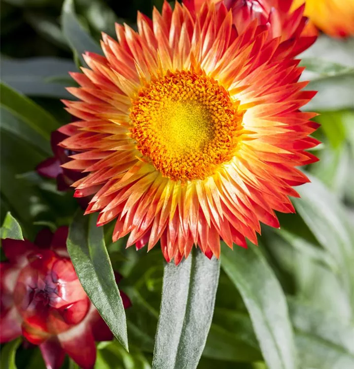 Garten-Strohblume