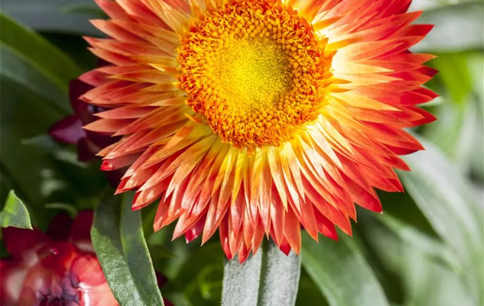 Helichrysum bracteatum