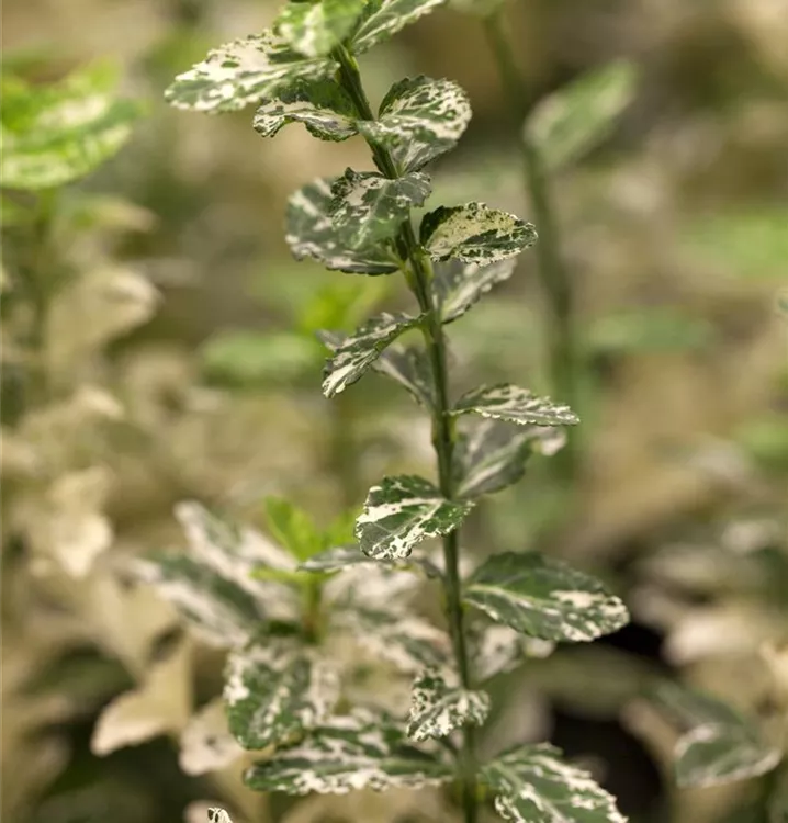 Kriechspindel 'Harlequin'