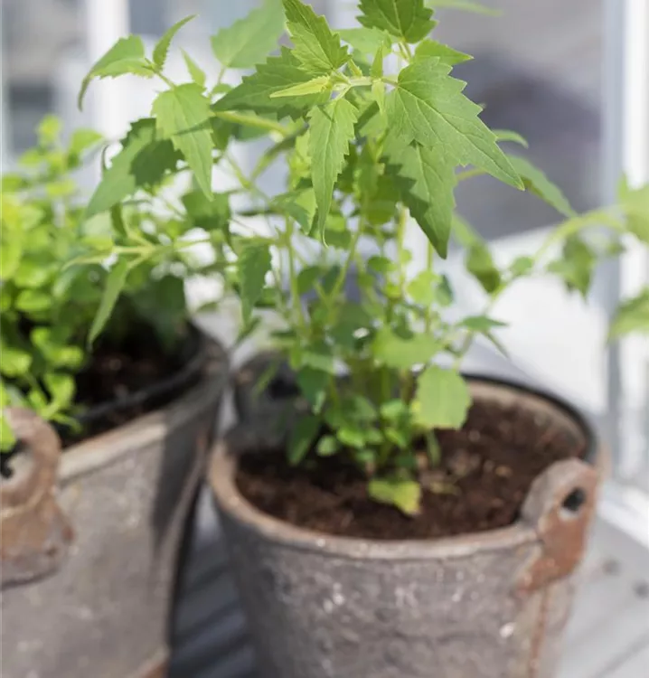 Mexikanische Duftnessel