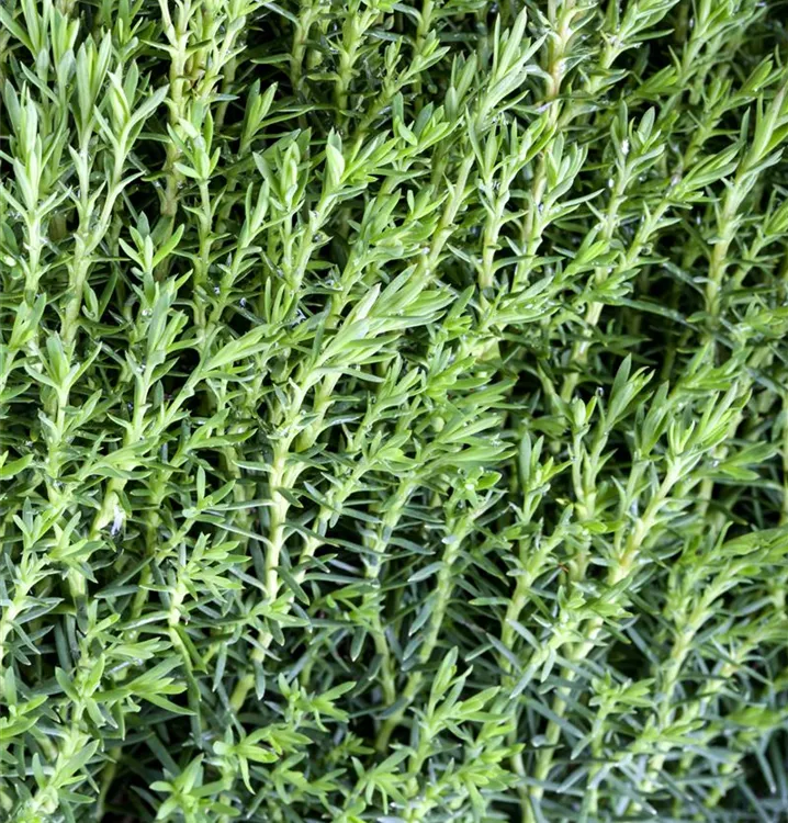 Kuschellebensbaum 'Teddy'