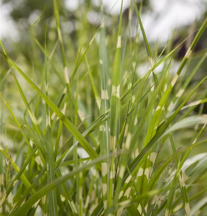 Garten-Chinaschilf 'Zebrinus'