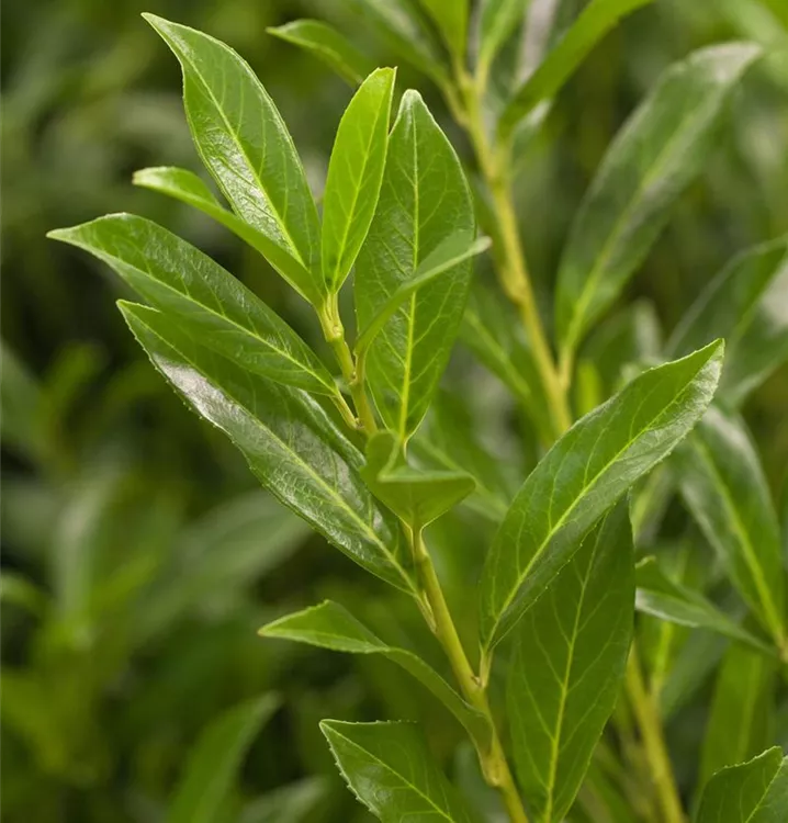 Kaukasische Lorbeerkirsche 'Caucasica'