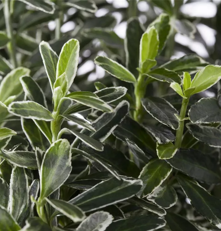 Immergrüne Japanspindel