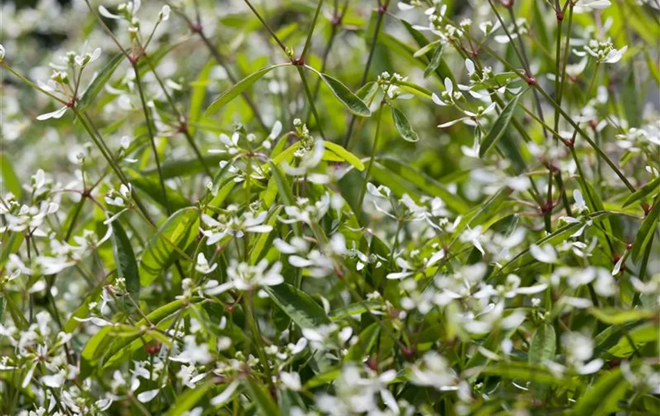 Euphorbia hypericifolia
