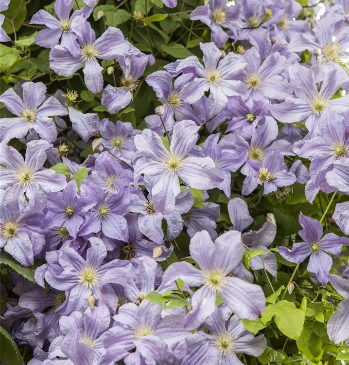 Italienische Waldrebe