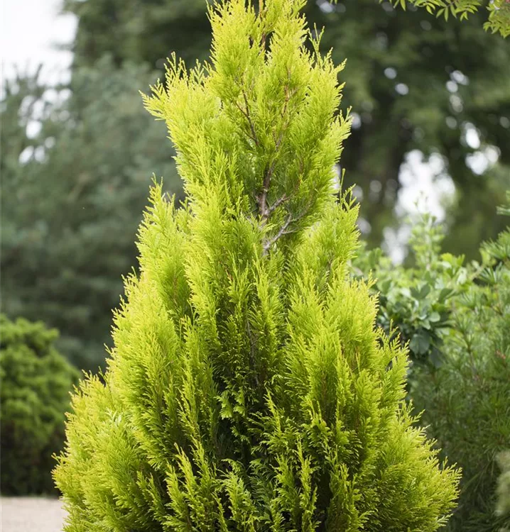 Großer Lebensbaum '4ever' GOLDY®(s)