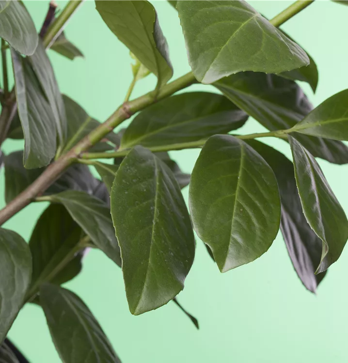 Lorbeerkirsche 'Novita'