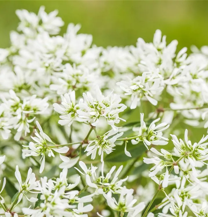 Zauberschnee™ 'Diamond Frost'(s)