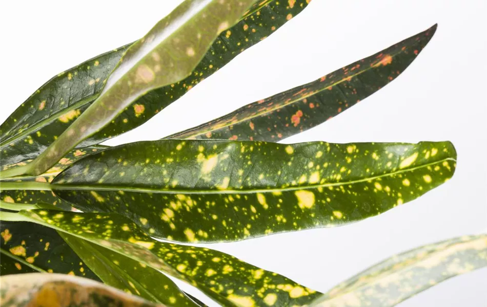 Codiaeum variegatum